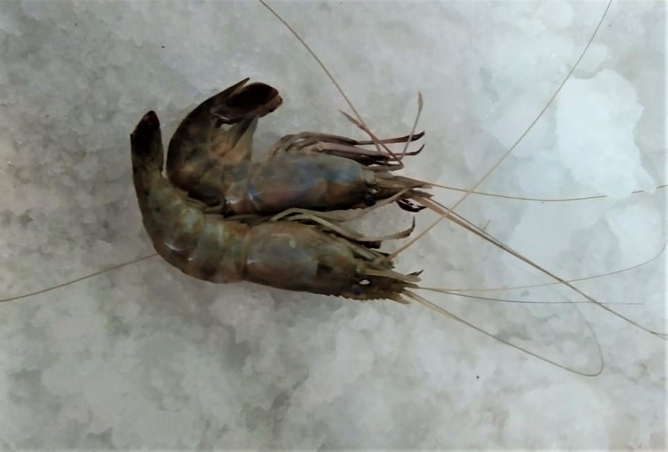 PRAWNS - A - GRADE - WHOLE