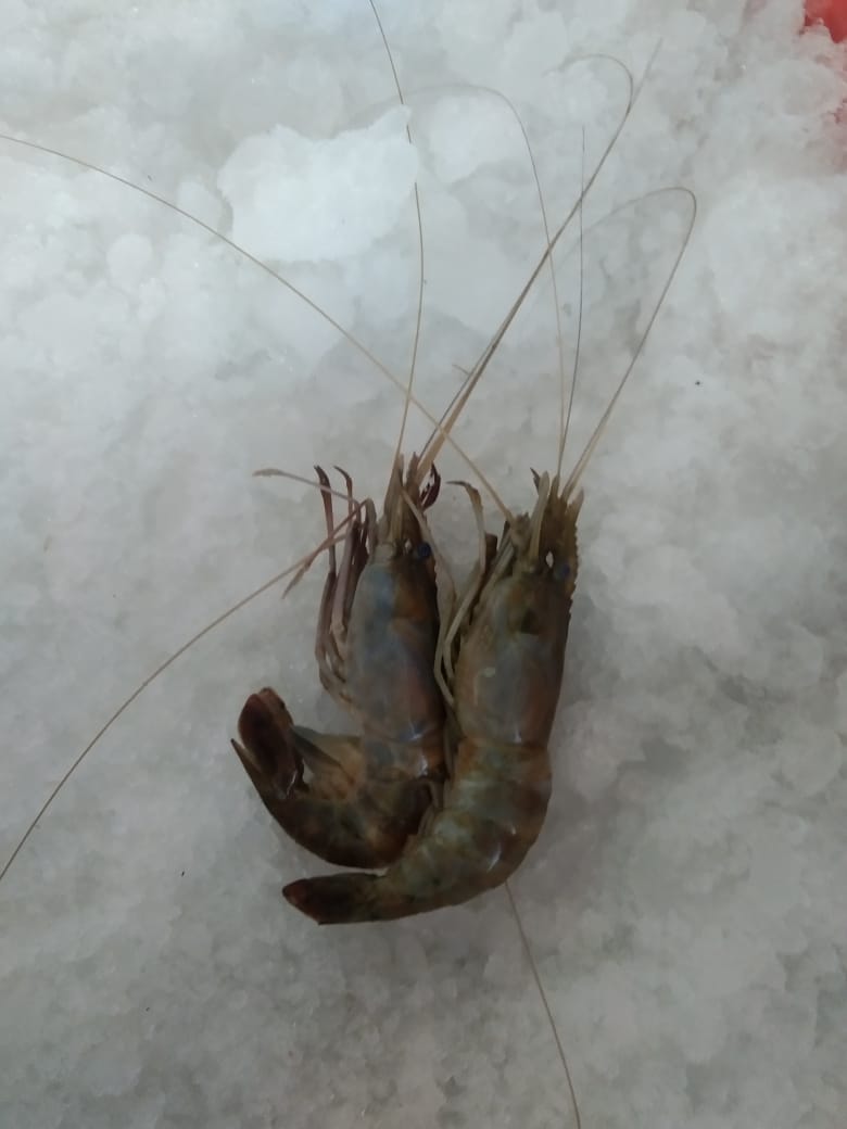 PRAWNS - B - GRADE - WHOLE