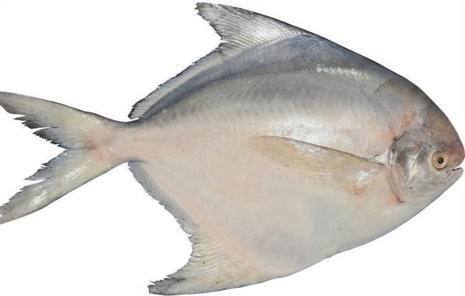 POMFRET (PAMPHELET)