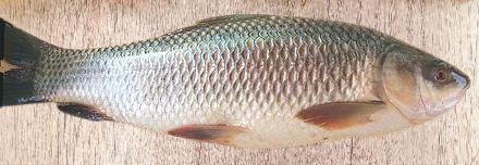 ROHU FISH - BIG (WHOLE)